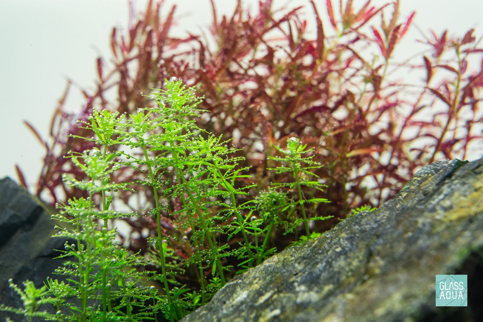 Rotala Bangladesh Aquarium Aquatic Stem Plant