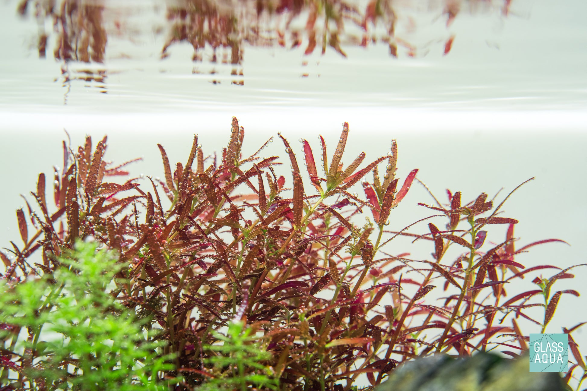 Rotala Rotundifolia Colorata Aquarium Aquatic Stem Plant