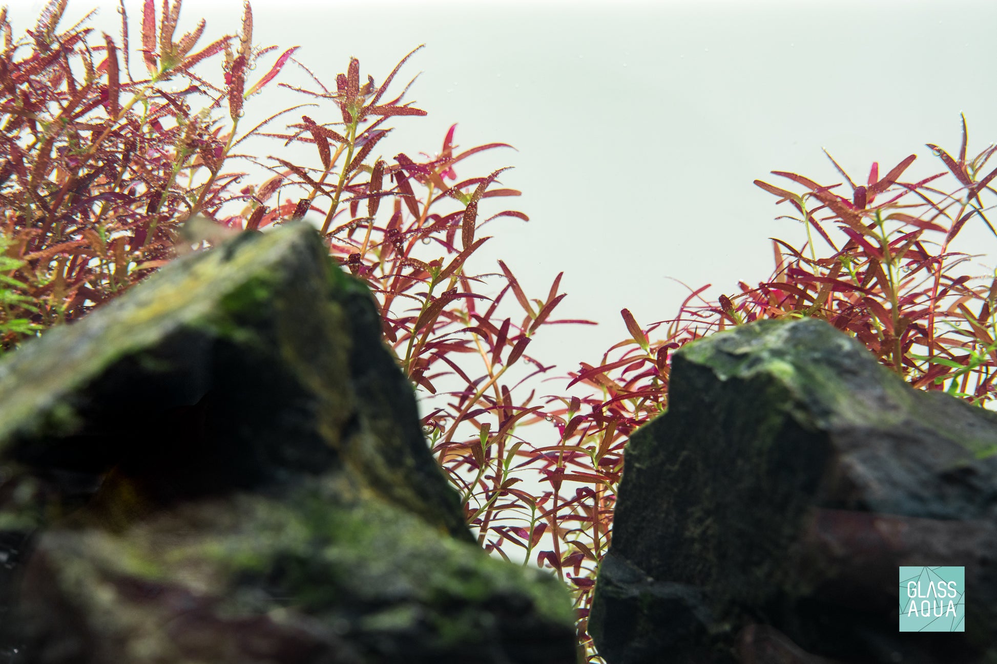 Rotala Rotundifolia Colorata Aquarium Aquatic Stem Plant