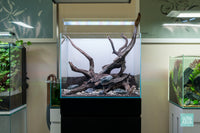 Forest Grove - Ultum Nature Systems 45T planted aquarium hardscape layout by Glass Aqua