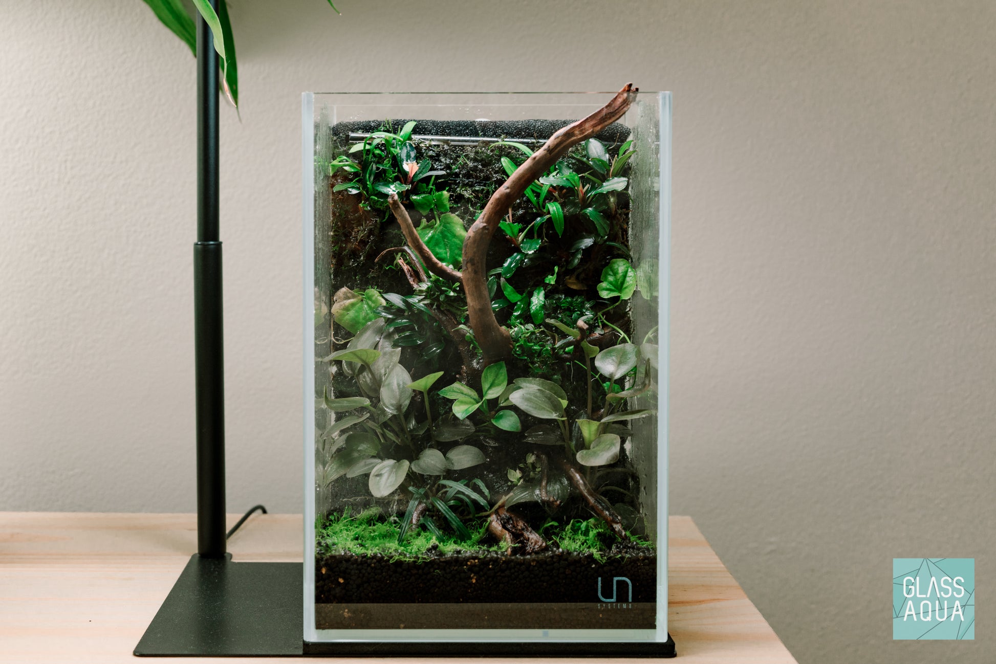 Terrarium Aquarium Jungle Plant Pack