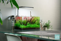 Microcarpaea Minima Merrill Live Aquatic Stem Plant | Glass Aqua