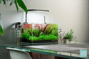 Microcarpaea Minima Merrill Live Aquatic Stem Plant | Glass Aqua