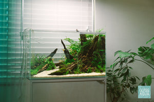 Nature style planted aquarium by Glass Aqua