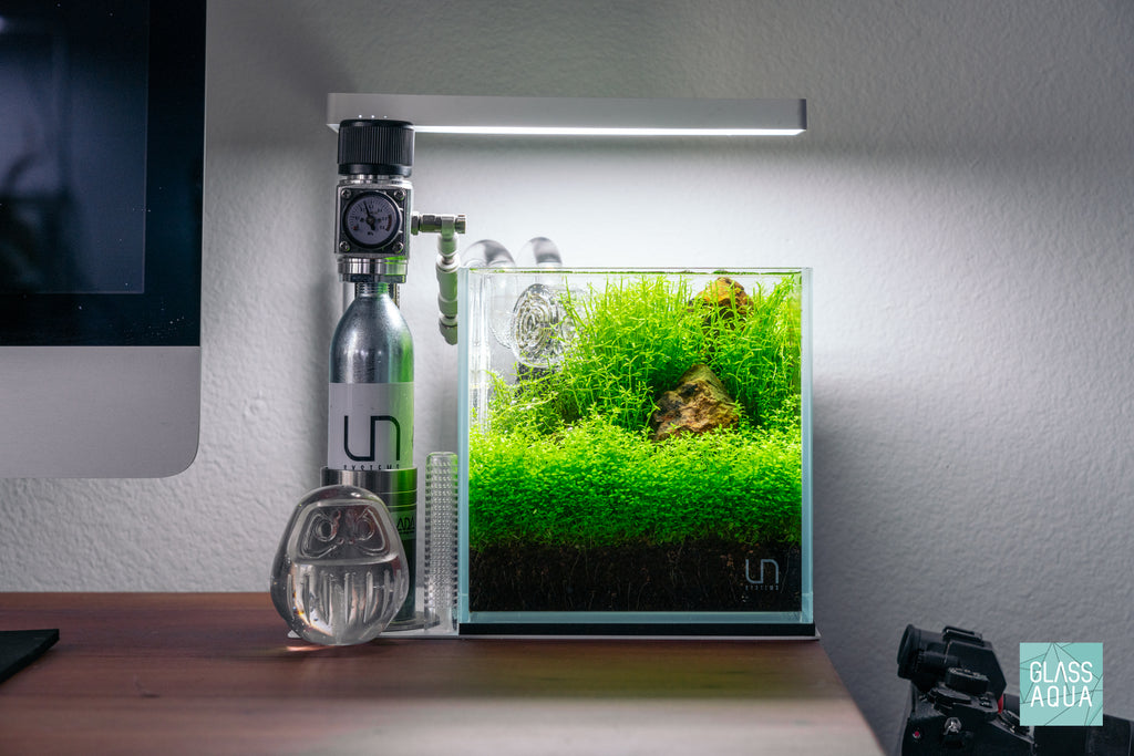 Microcarpaea Minima Merrill Live Aquatic Stem Plant | Glass Aqua