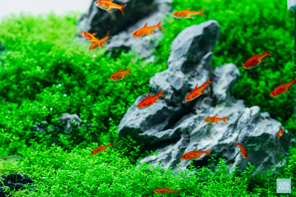Ember Tetras in ADA 60P Iwagumi planted aquarium by Glass Aqua