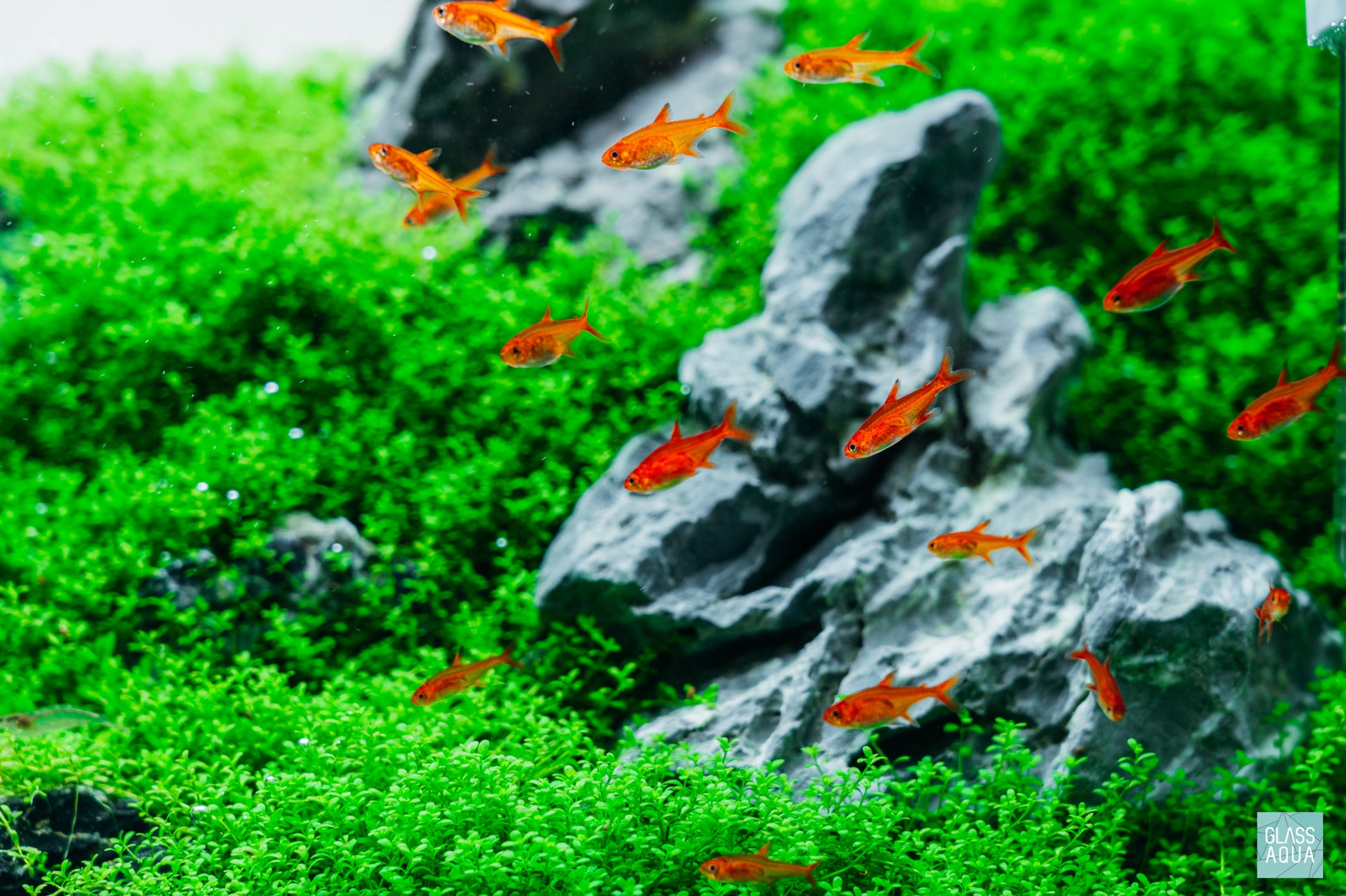 Ember Tetras in ADA 60P Iwagumi planted aquarium by Glass Aqua