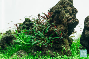 Icelandic Lava Stone with Hygrophila pinnatifida, hair grass and Glossostigma aquarium carpet