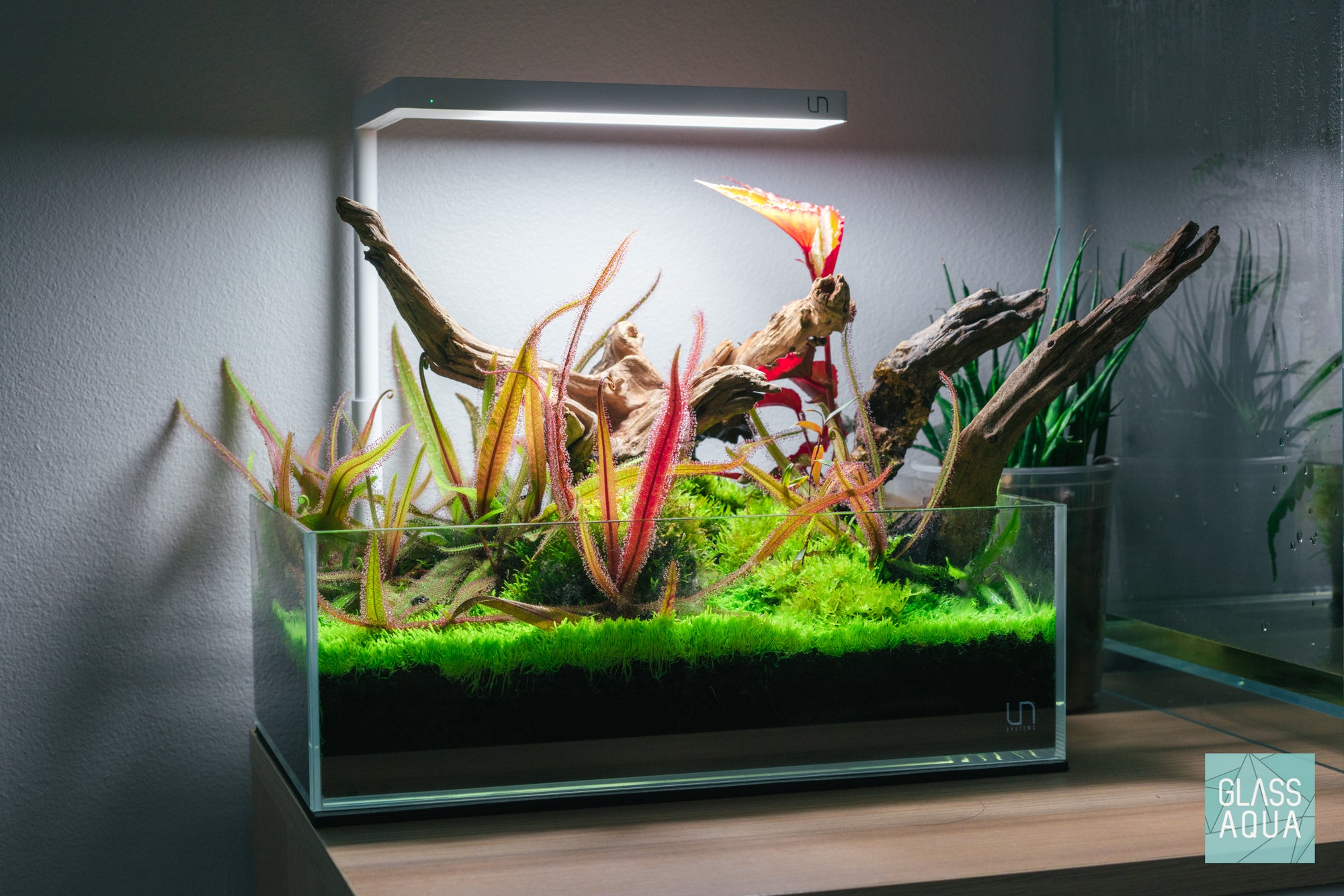 Carnivorous planted tank in Ultum Nature Systems 5S rimless aquarium by Glass Aqua