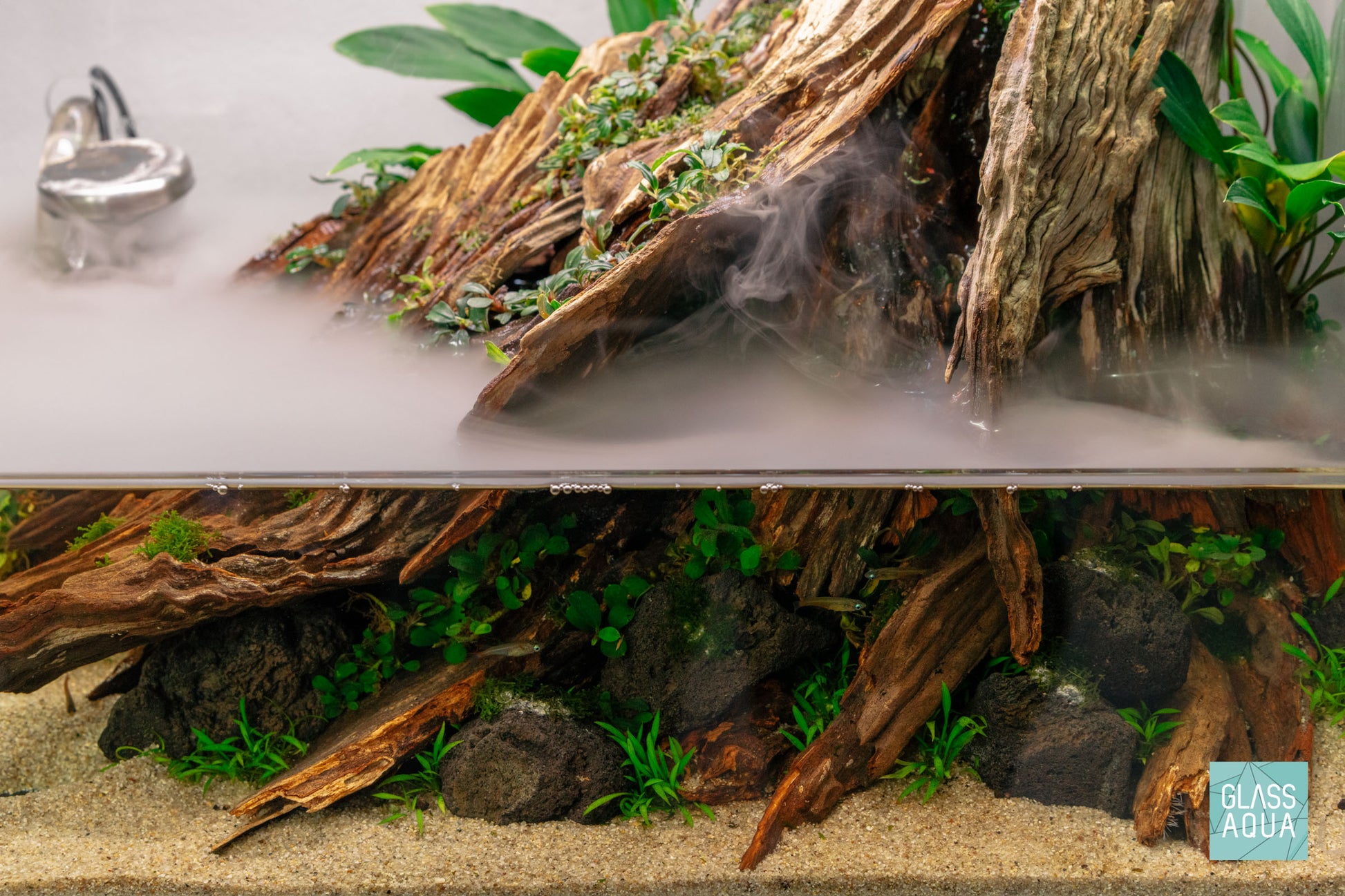 Cryptocoryne Parva