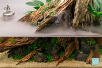 Cryptocoryne Parva - Glass Aqua