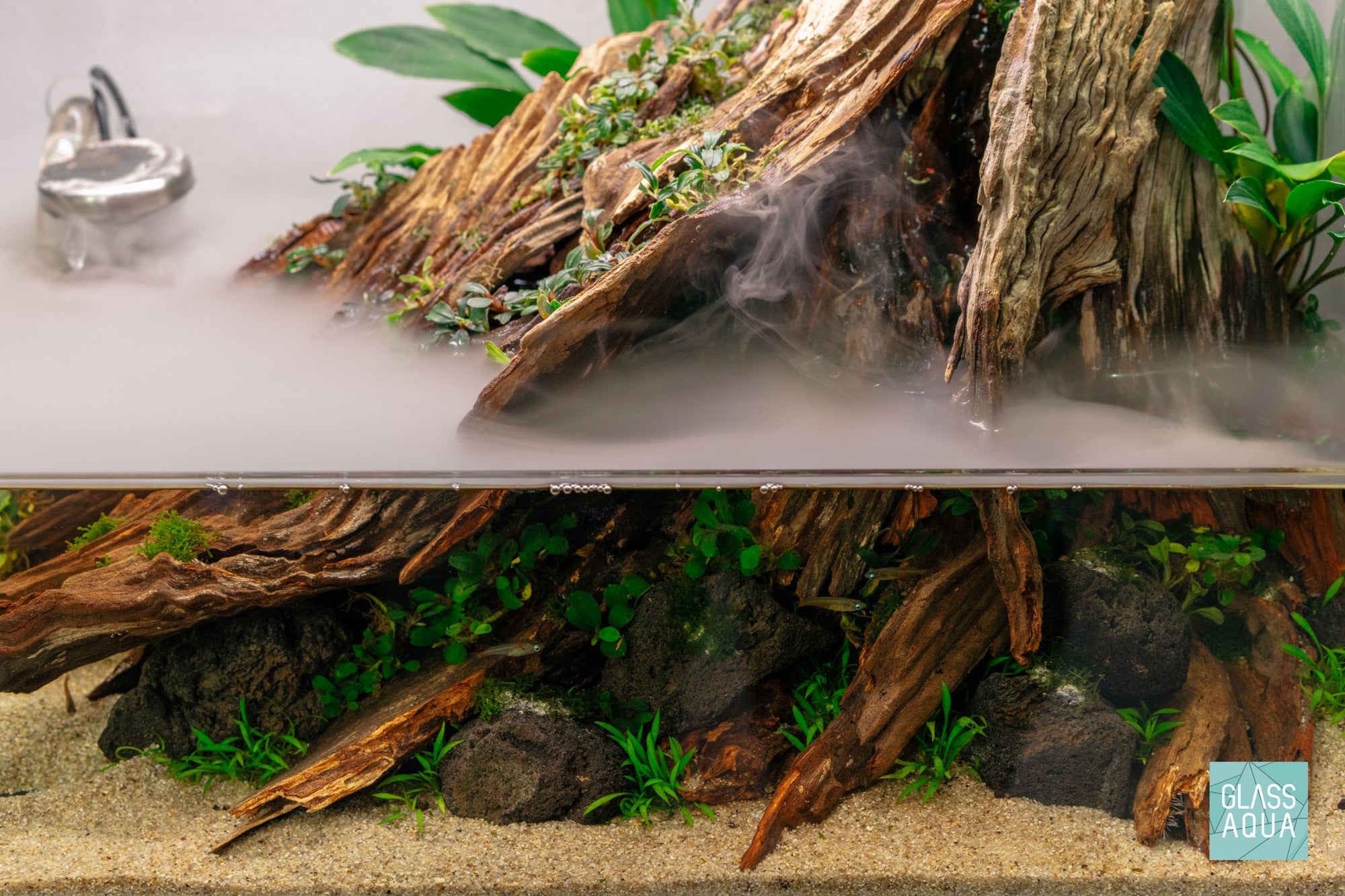 Cryptocoryne Parva - Glass Aqua