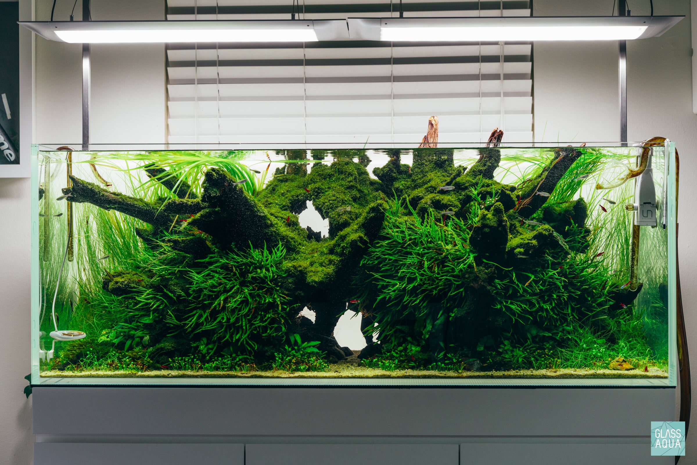 Phoenix Rising - ADA 120P Planted Aquarium | Glass Aqua