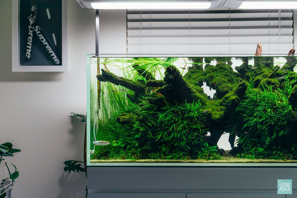 Shop Microsorum Leptochilus Pteropus Trident Mini Aquarium Plant