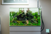 Brazilian Style Iwagumi planted aquarium with live aquatic plants in UNS 60U by Glass Aqua