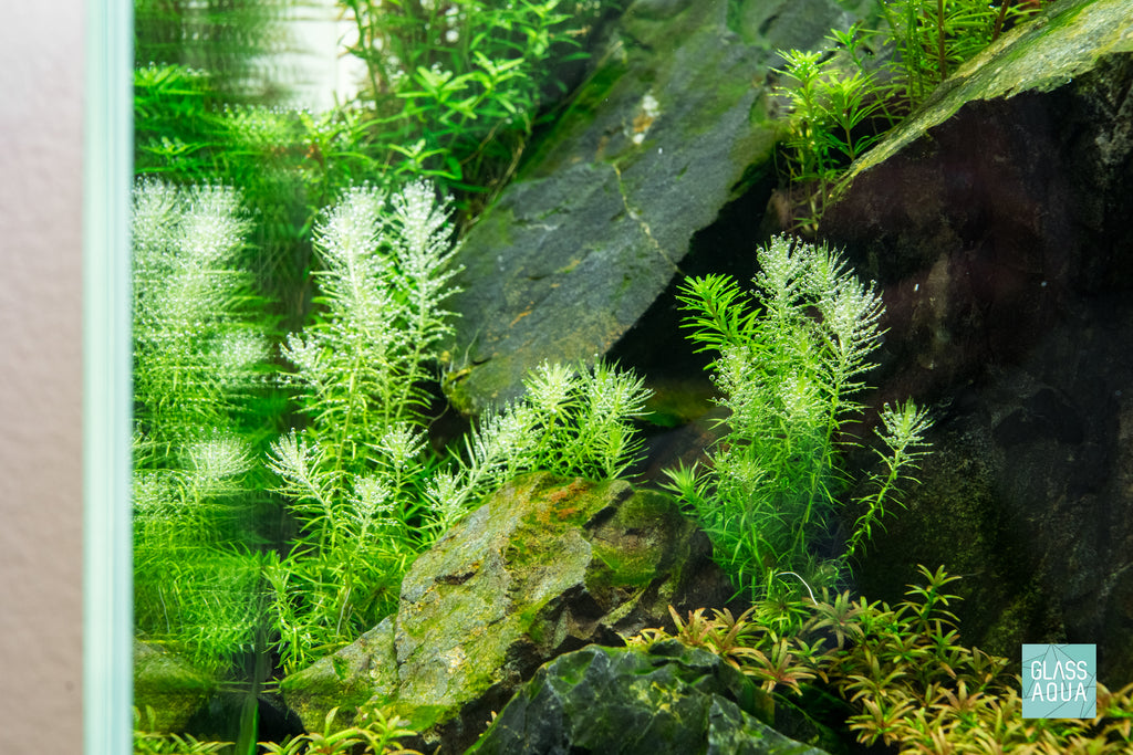 Mayaca Fluviatilis live aquatic stem plant growing in Ultum Nature Systems 60U planted aquarium by Glass Aqua