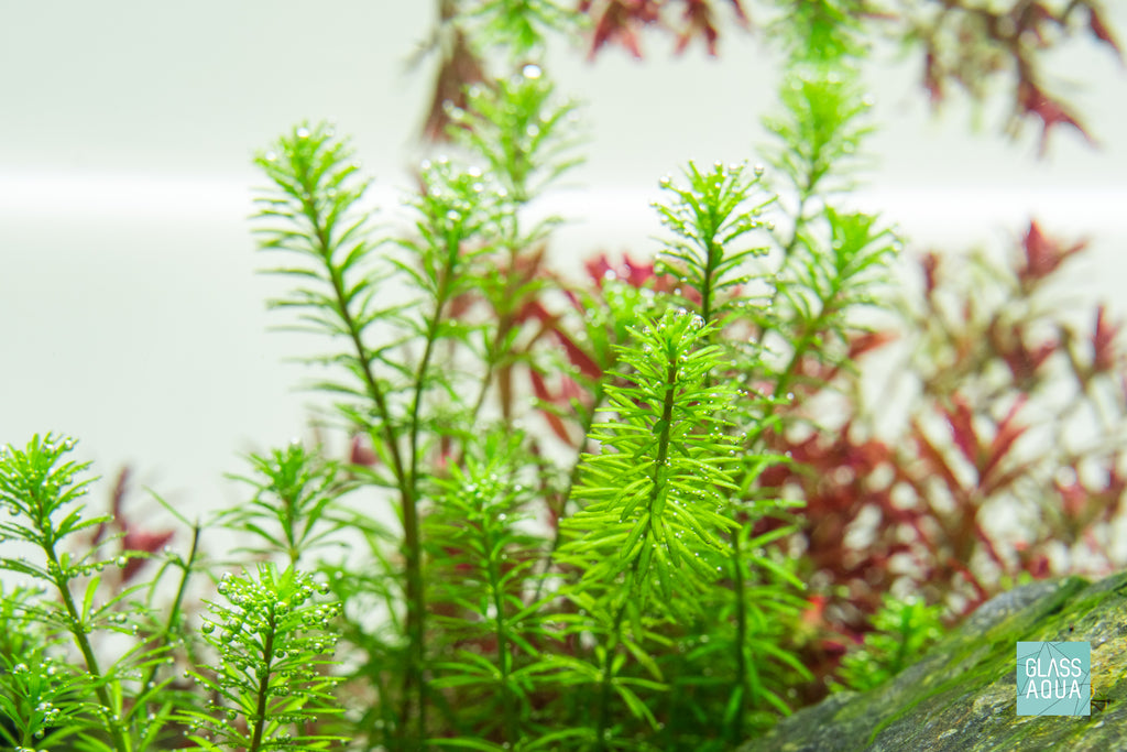 UNS Atmos Aquarium Light Background