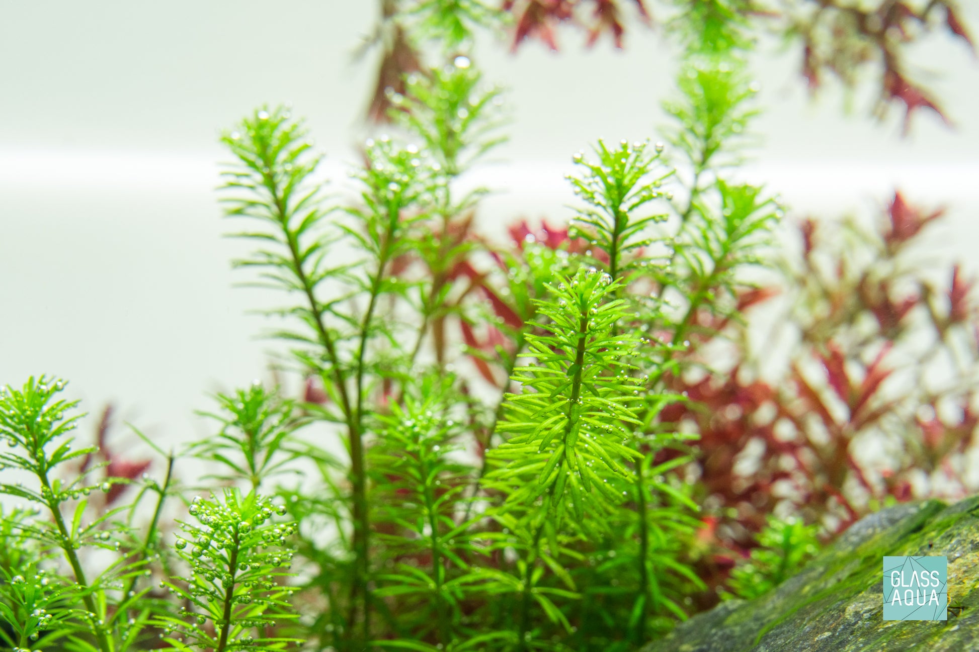 UNS Atmos Aquarium Light Background