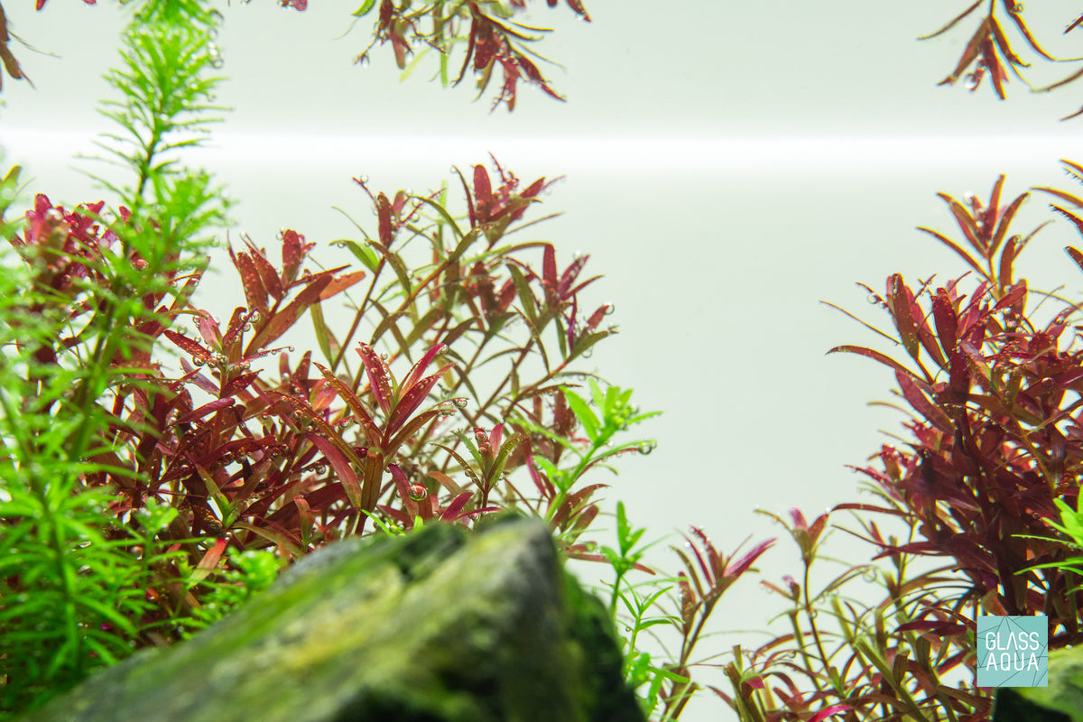 Rotala H'Ra