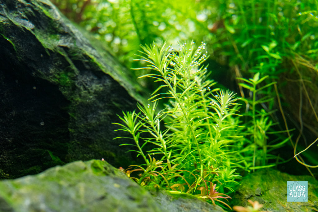 Mayaca Fluviatilis live aquatic plant in Brazilian Style Iwagumi aquascape