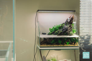 Ultum nature systems UNS 45E Rimless Glass Paludarium Tank