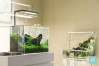Wild Meadow - Nano Iwagumi aquascape in UNS 5T rimless aquarium by Glass Aqua