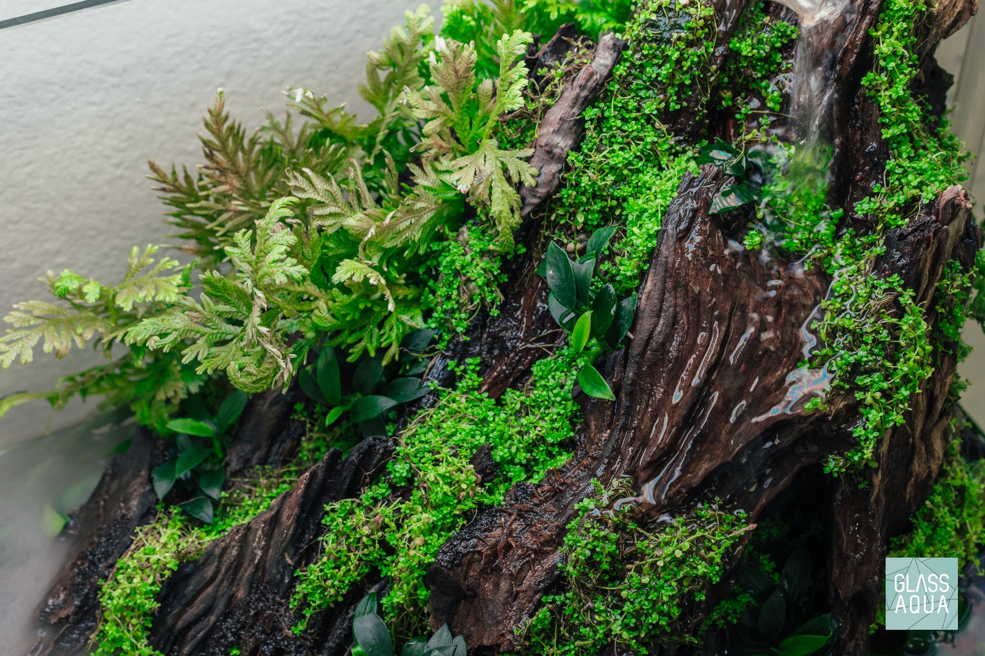 Easy beginner terrarium paludarium plants