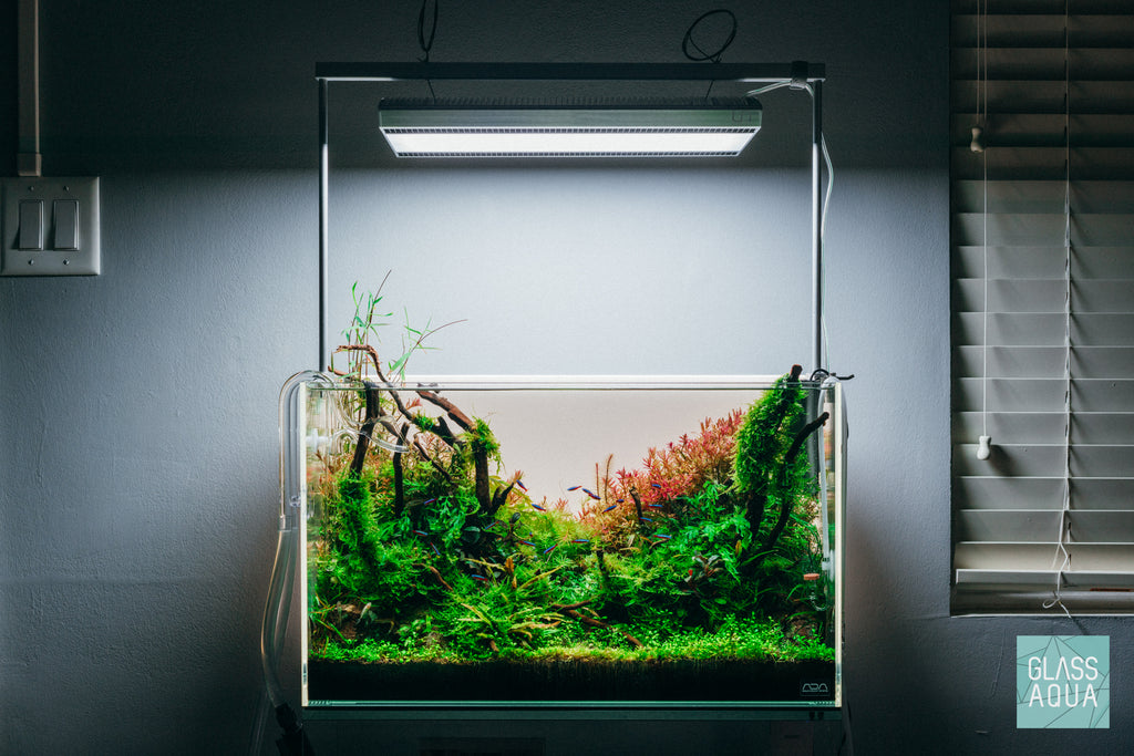 Spider Wood - Glass Aqua