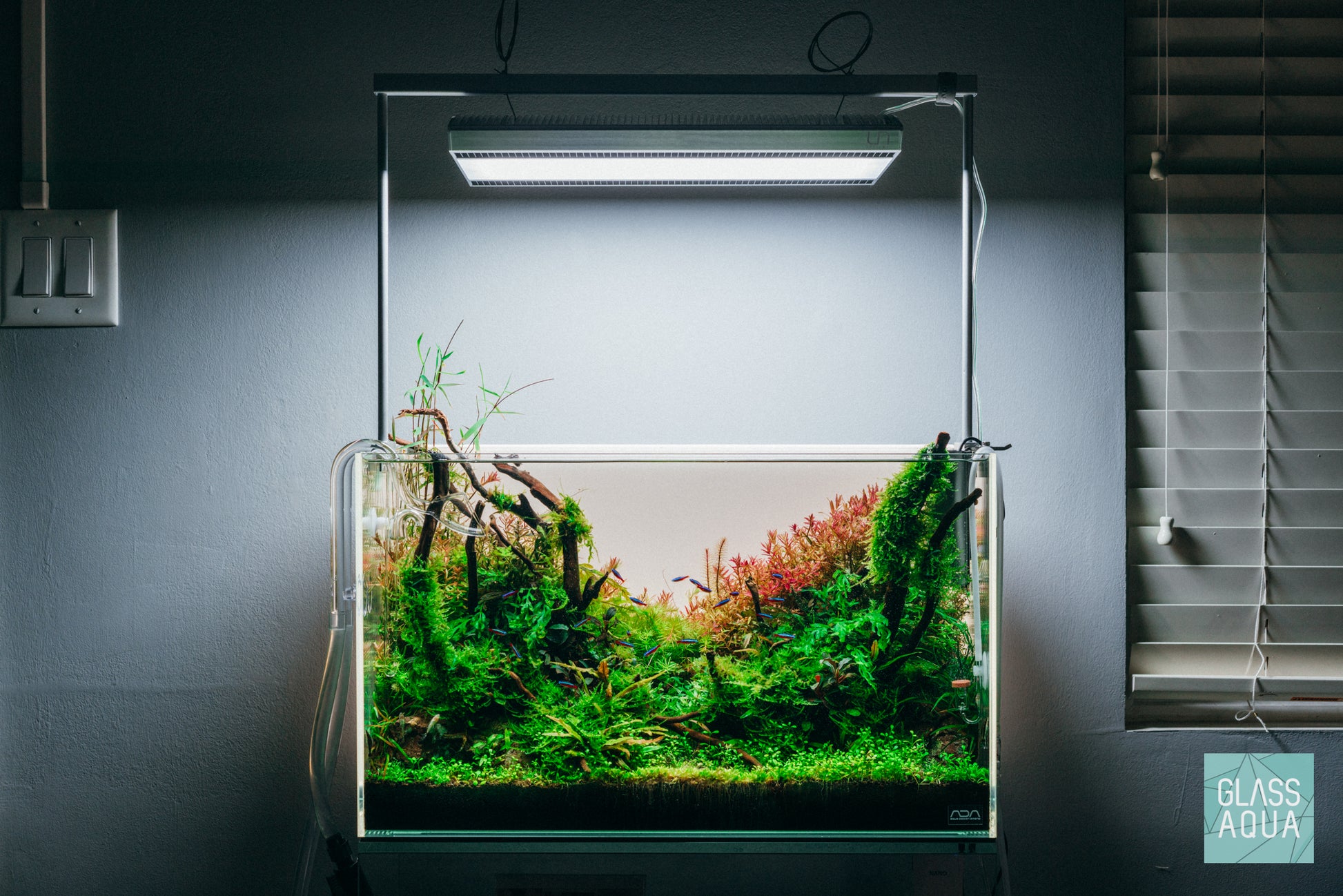 Spider Wood - Glass Aqua