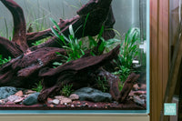 Forest Grove - UNS 45T nature style planted aquarium by Glass Aqua