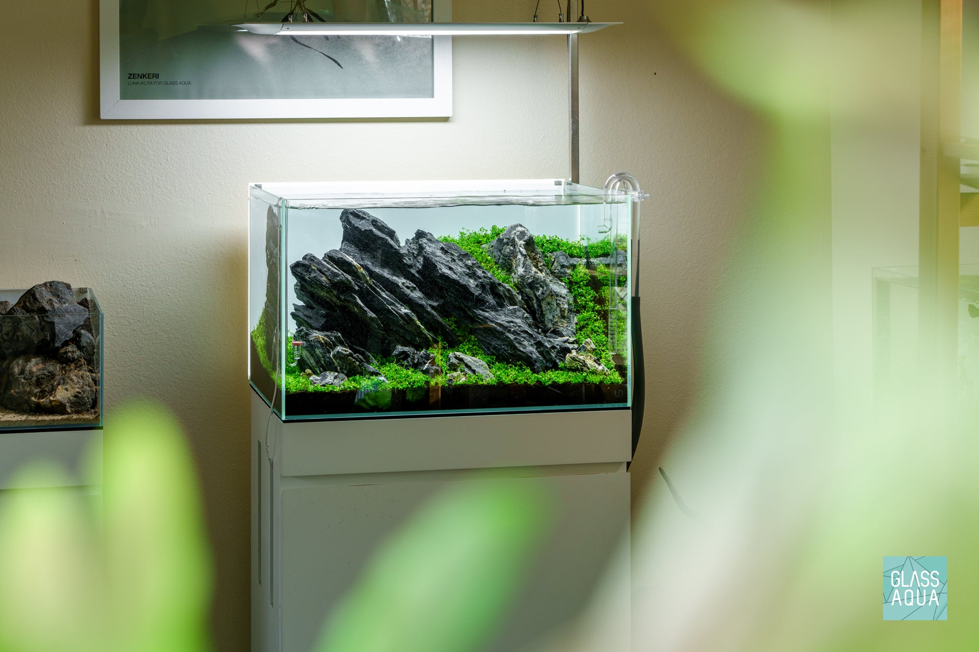 Micranthemum Monte Carlo - Carpet Aquatic Plant | Glass Aqua