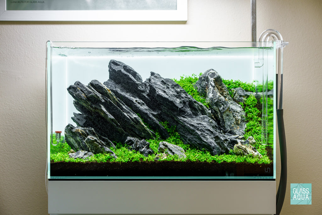 Micranthemum Monte Carlo - Carpet Aquatic Plant | Glass Aqua