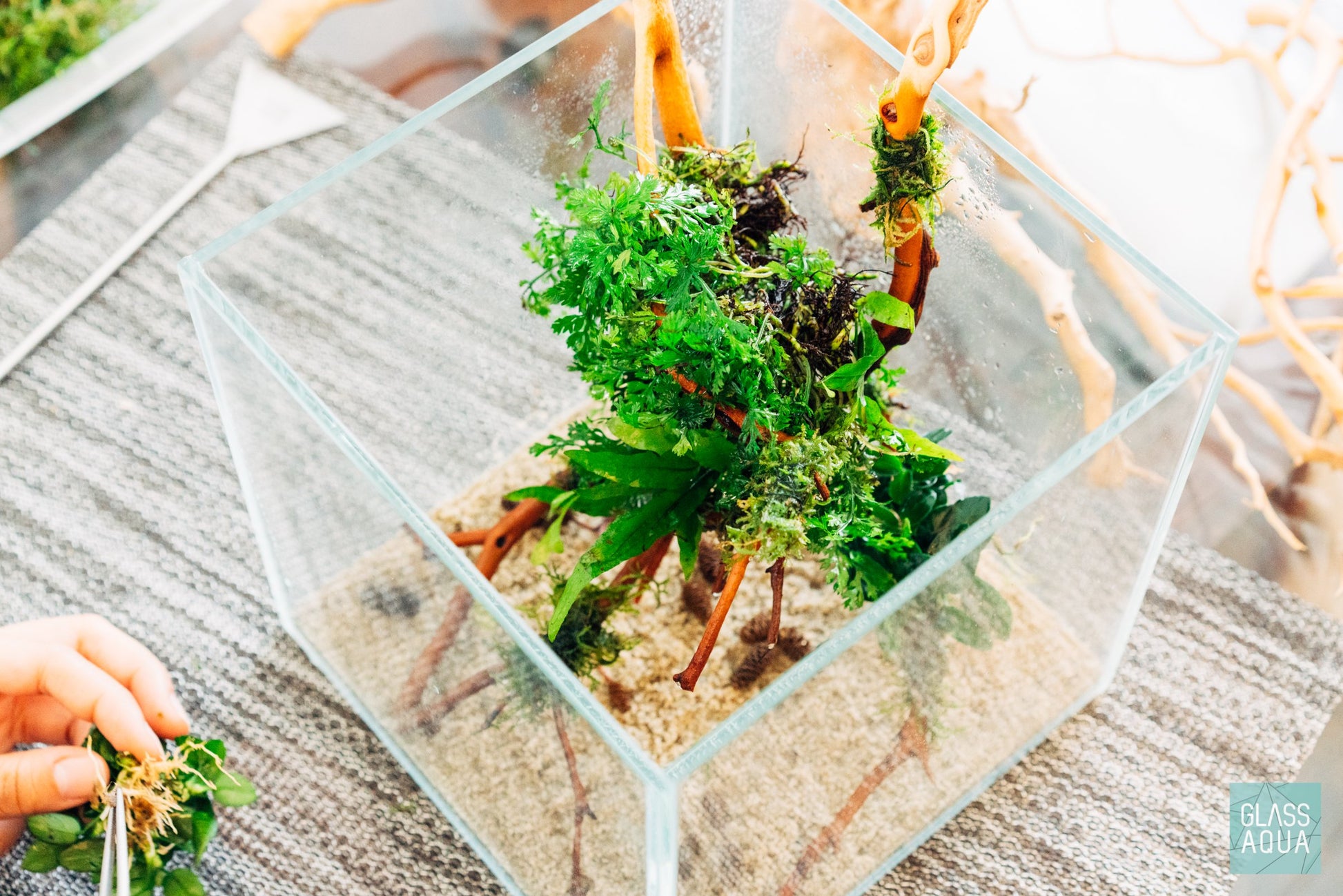 Mini Bolbitis, Aquatic Fern - Value Pack | Aquatic Plant - Glass Aqua