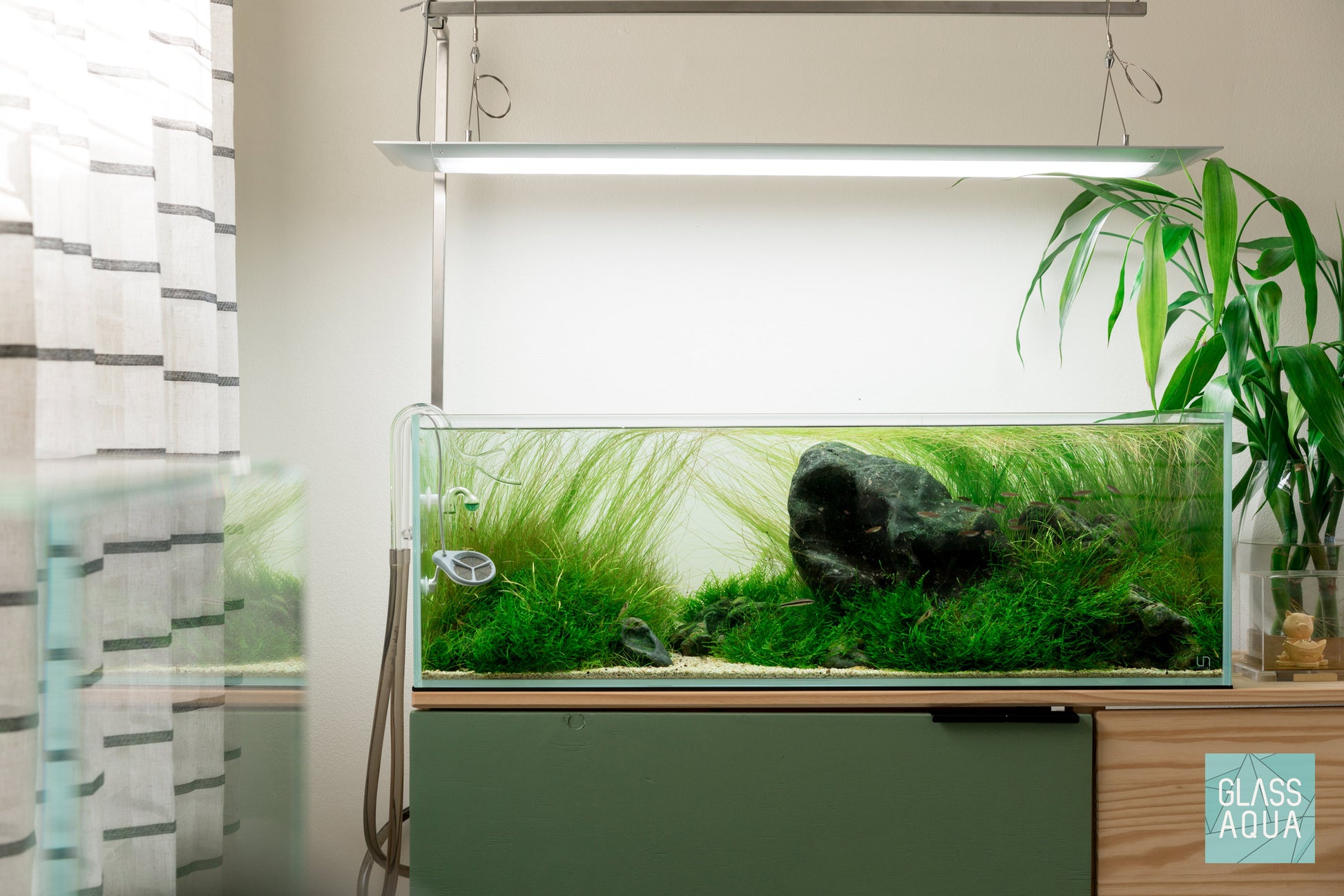 Eriocaulon Feather Duster - Glass Aqua