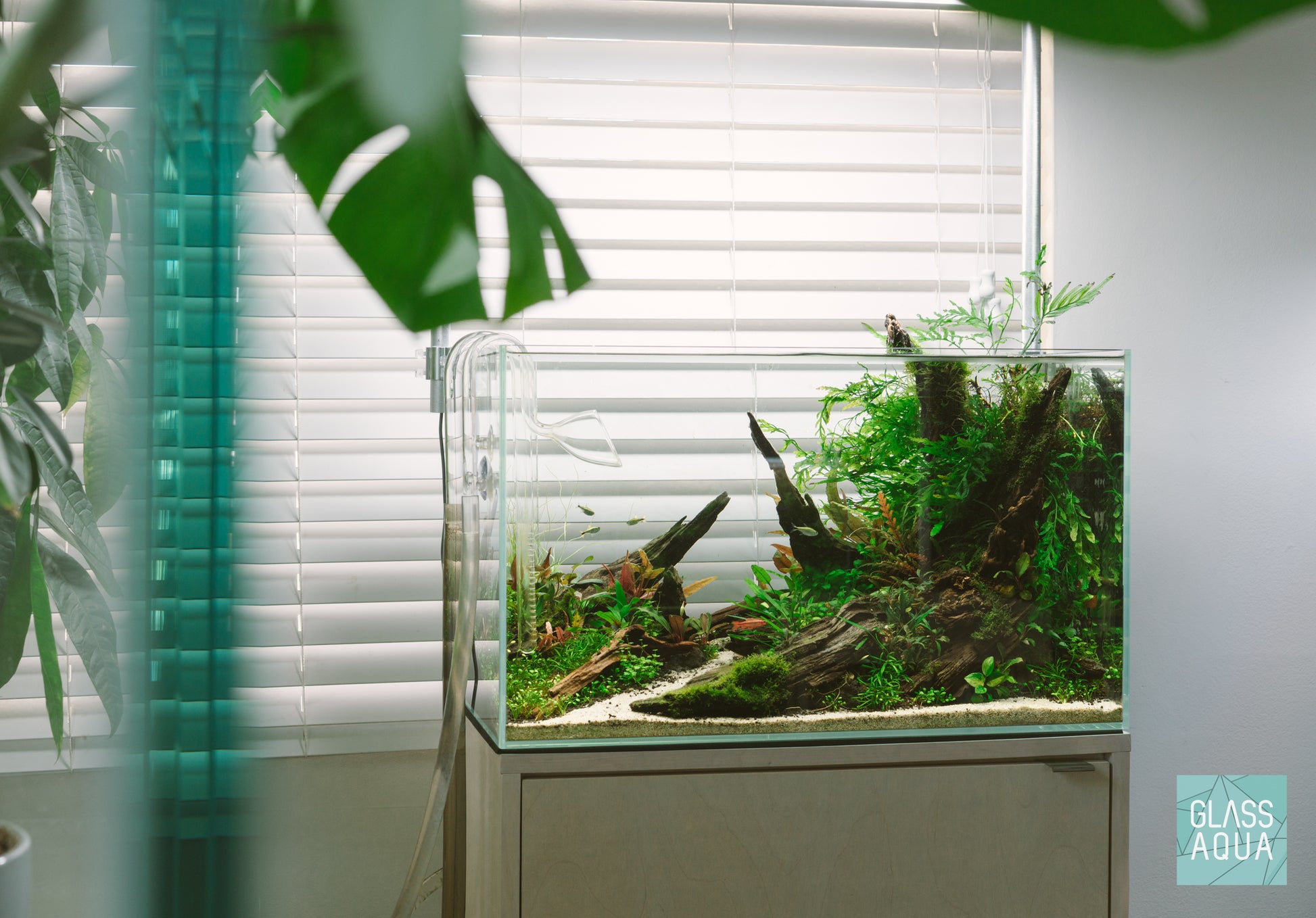 Cryptocoryne Lucens