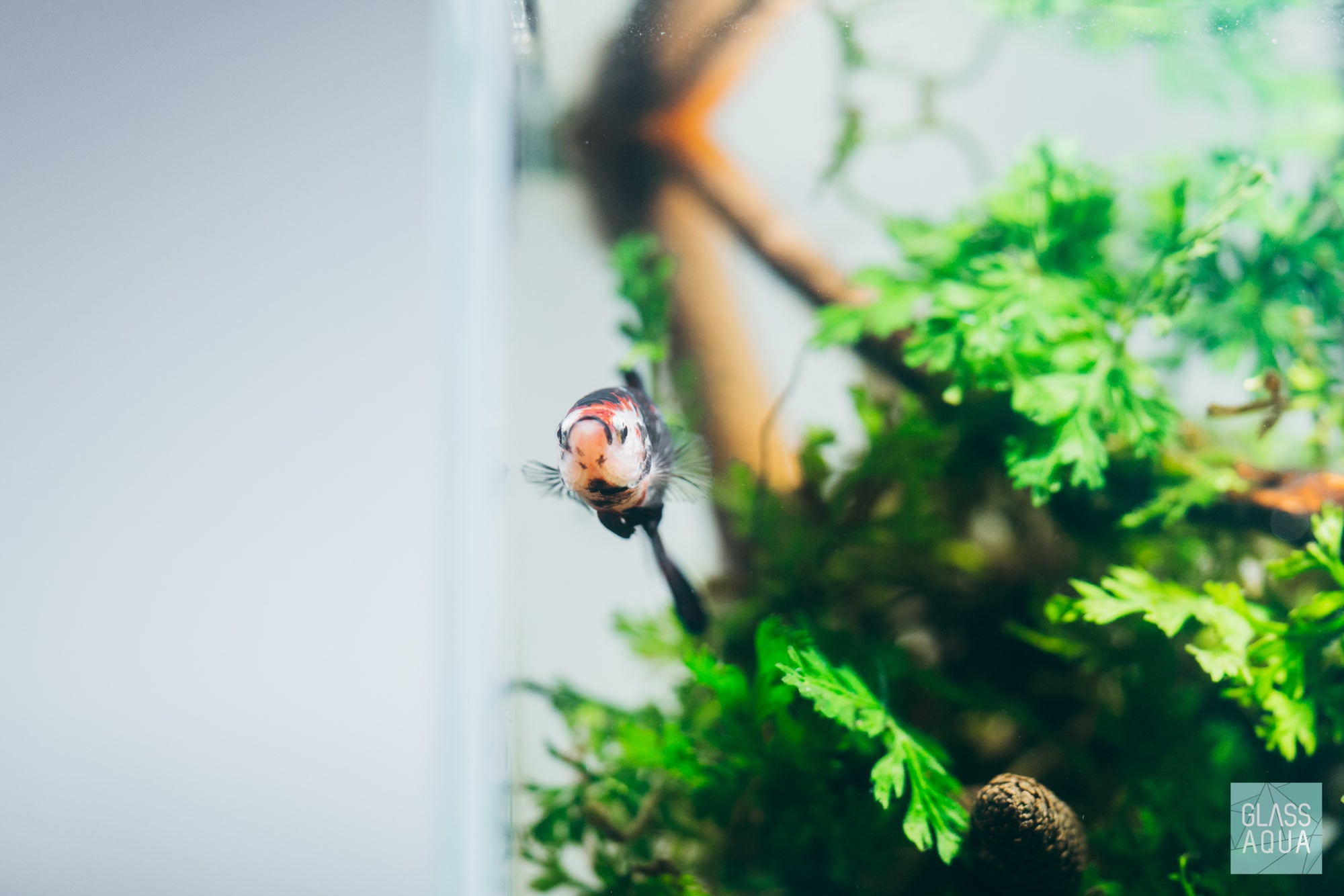 Cube Rimless Aquarium - Glass Aqua