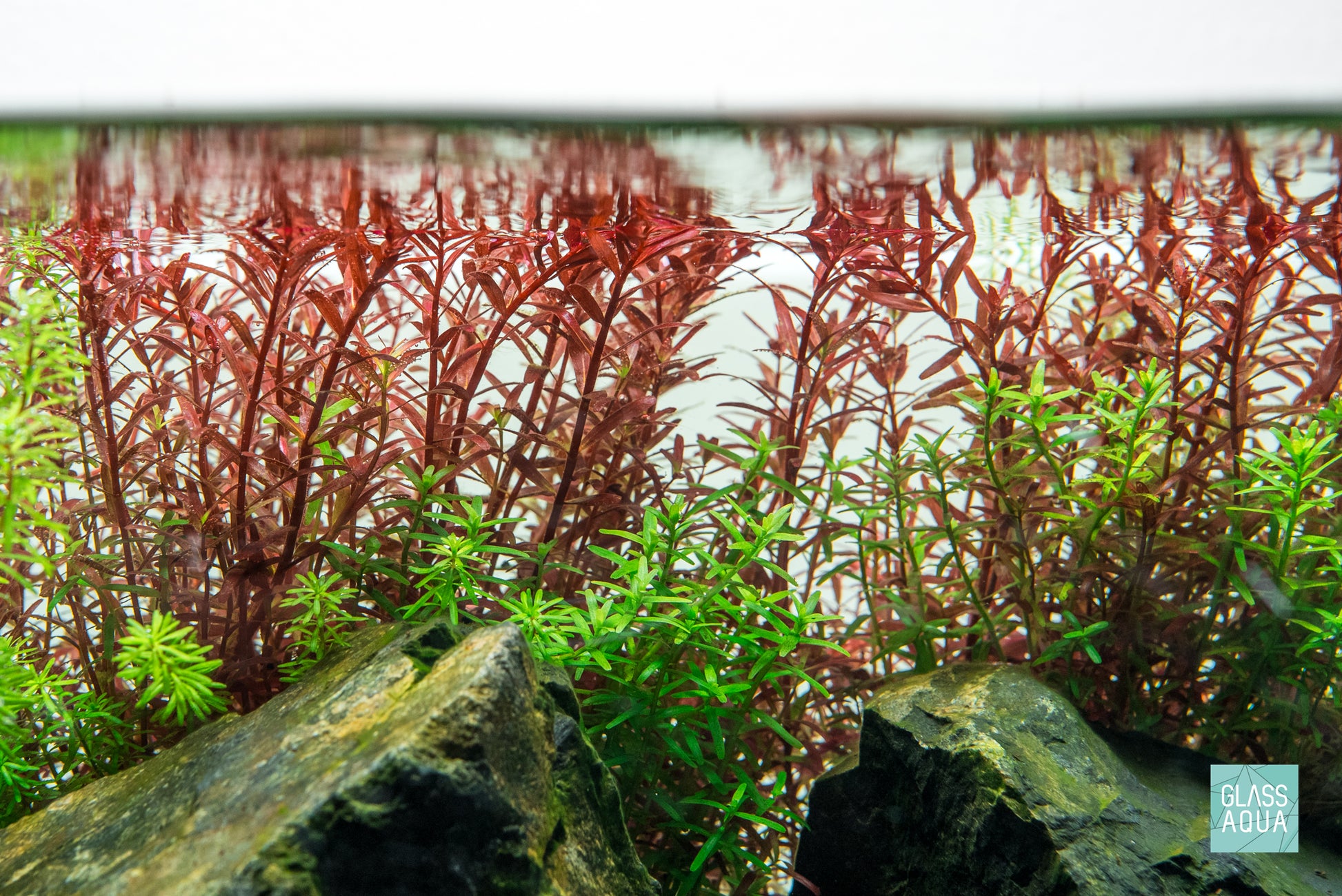 Aquario Neo Essence Aquarium Plant Liquid Water Conditioner