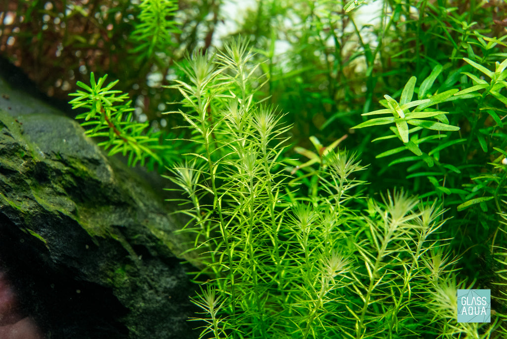 Aquario Neo Essence Aquarium Plant Liquid Water Conditioner