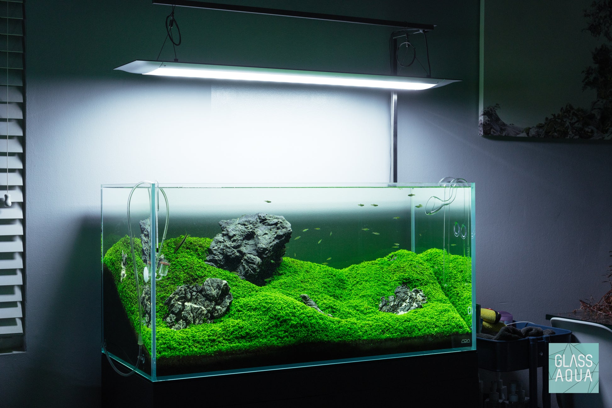 Plant Pile - Iwagumi Aquarium Plant Bundle - Glass Aqua
