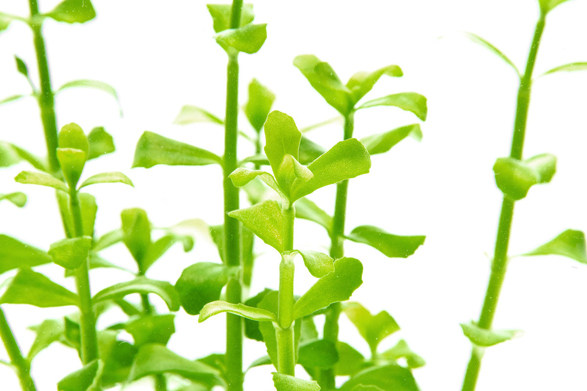 Bacopa Monnieri - Glass Aqua