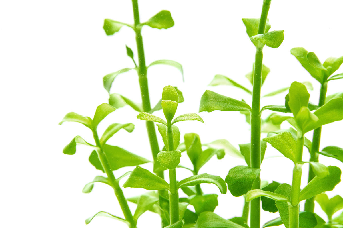 Bacopa Monnieri - Glass Aqua
