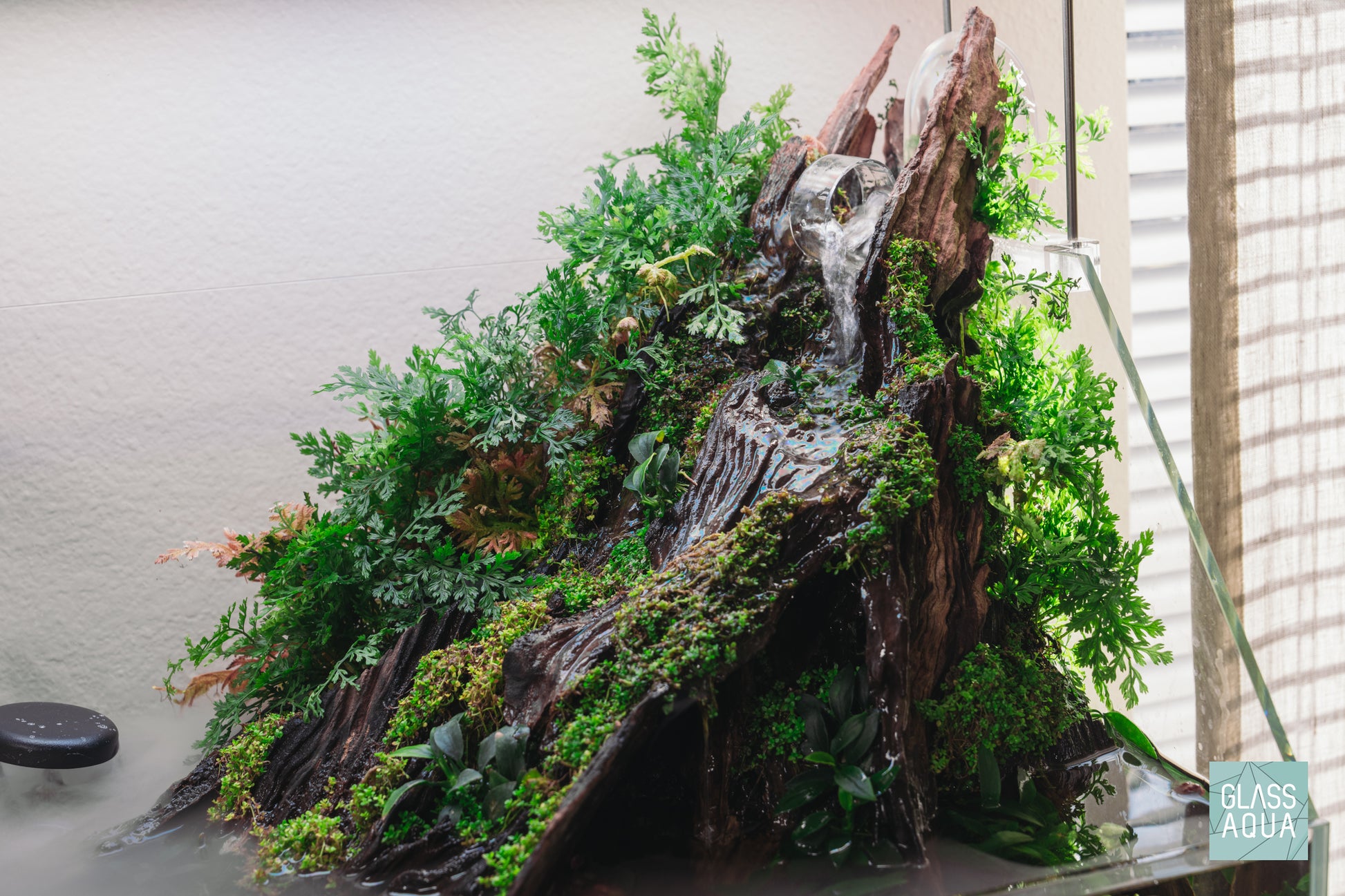 Easy beginner terrarium paludarium plants