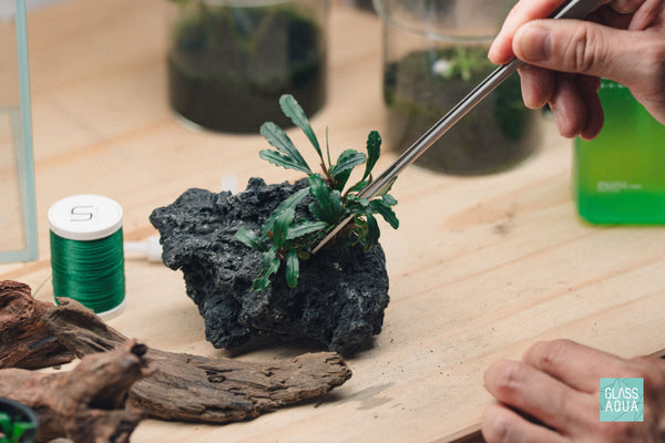 Bucephalandra Arrogant Blue Rare Buce Aquarium Plant