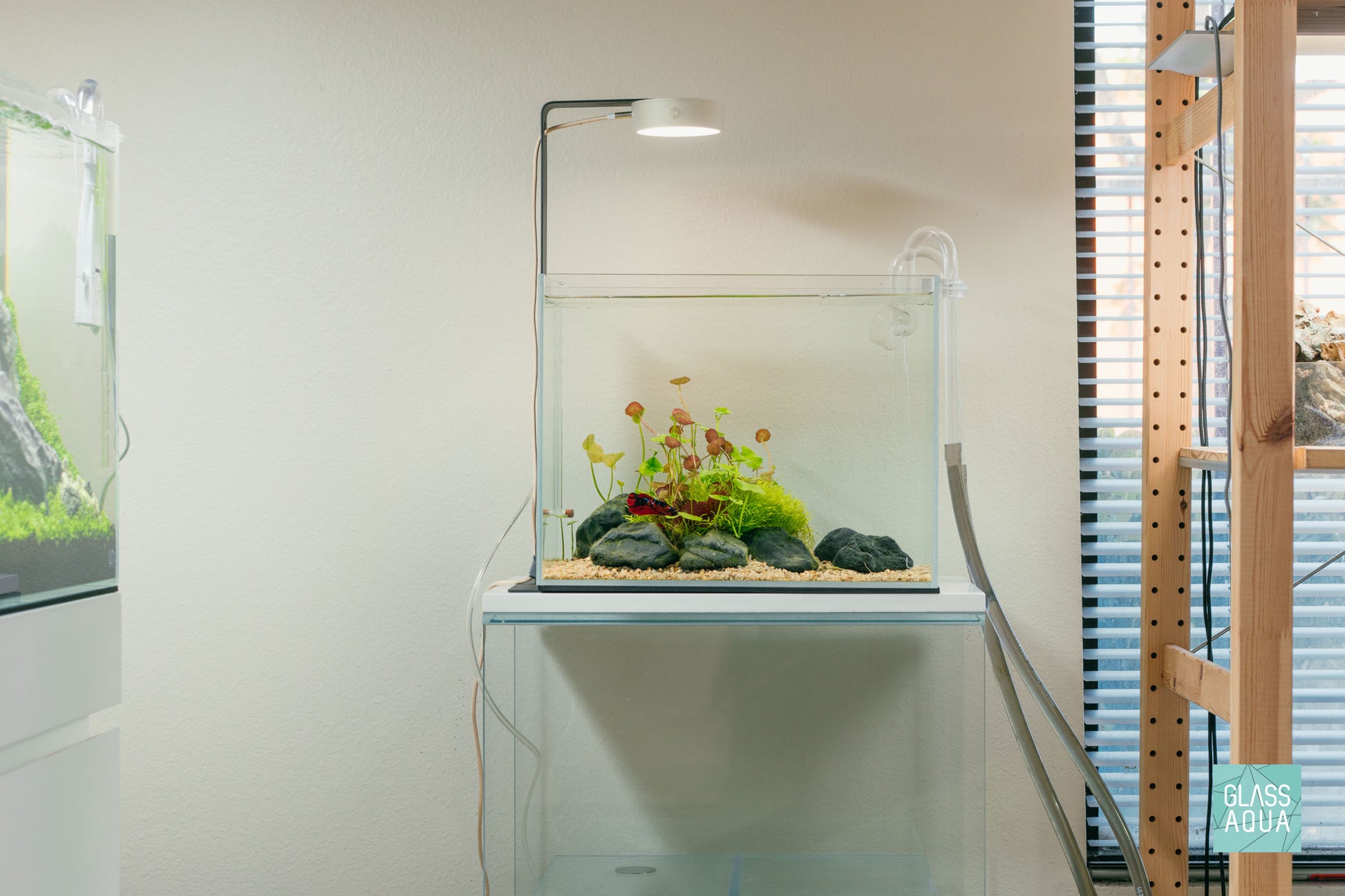 Banana Plant - Glass Aqua
