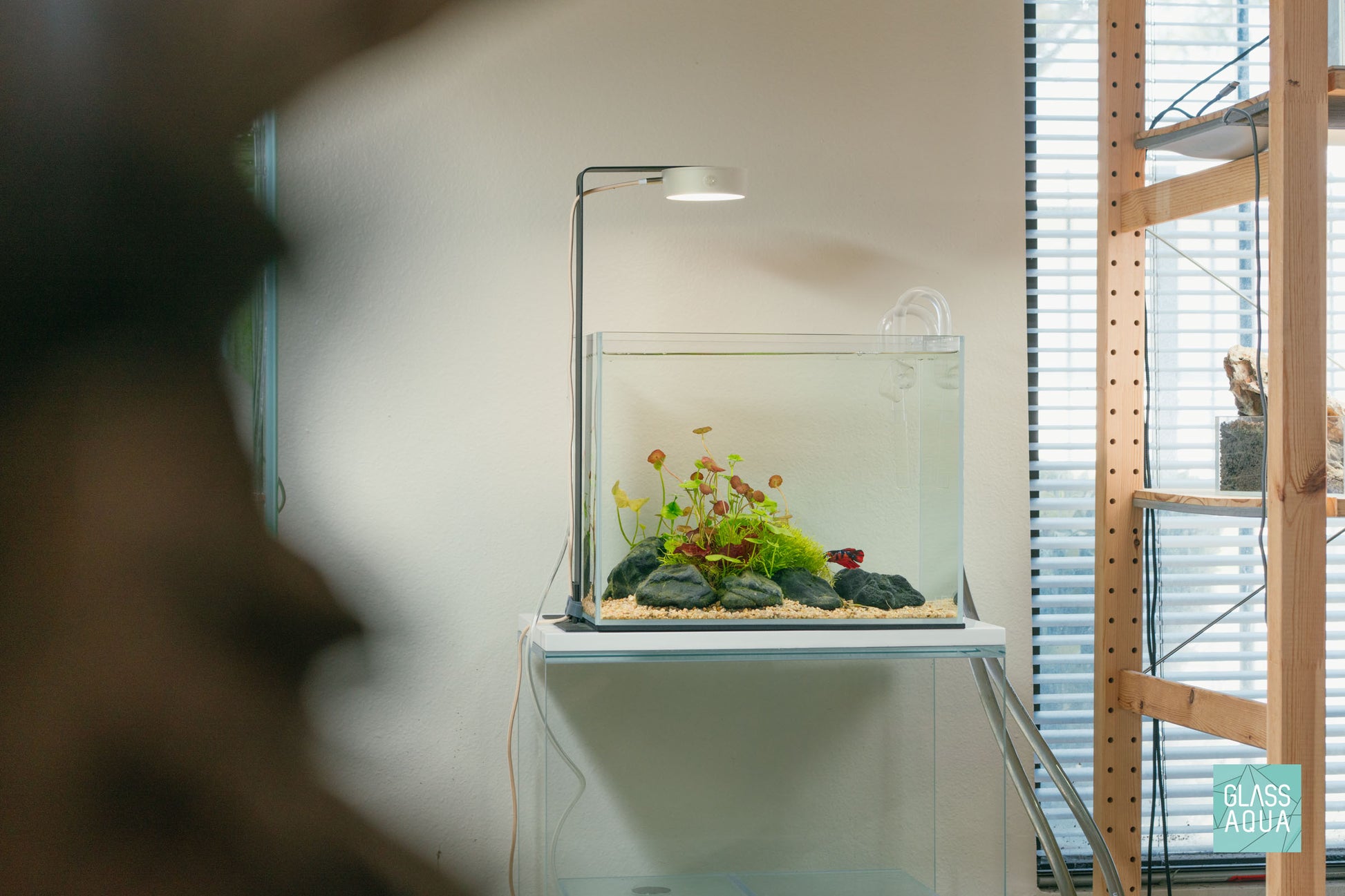 Betta fish nano planted aquarium desktop tank