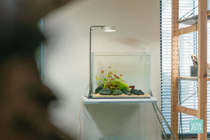 Betta fish nano planted aquarium desktop tank