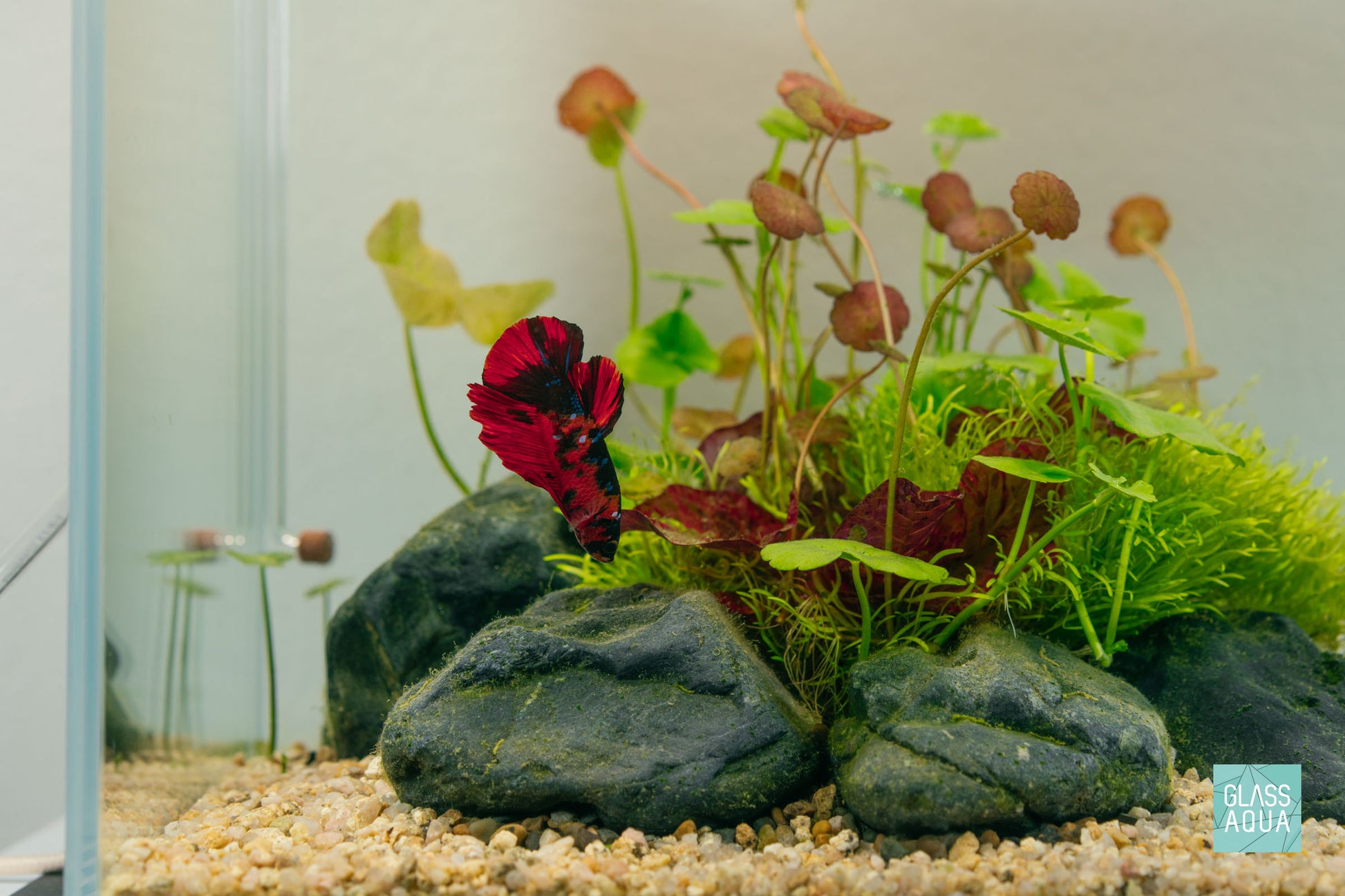 Build Your Own Betta Aquarium Tank Kit
