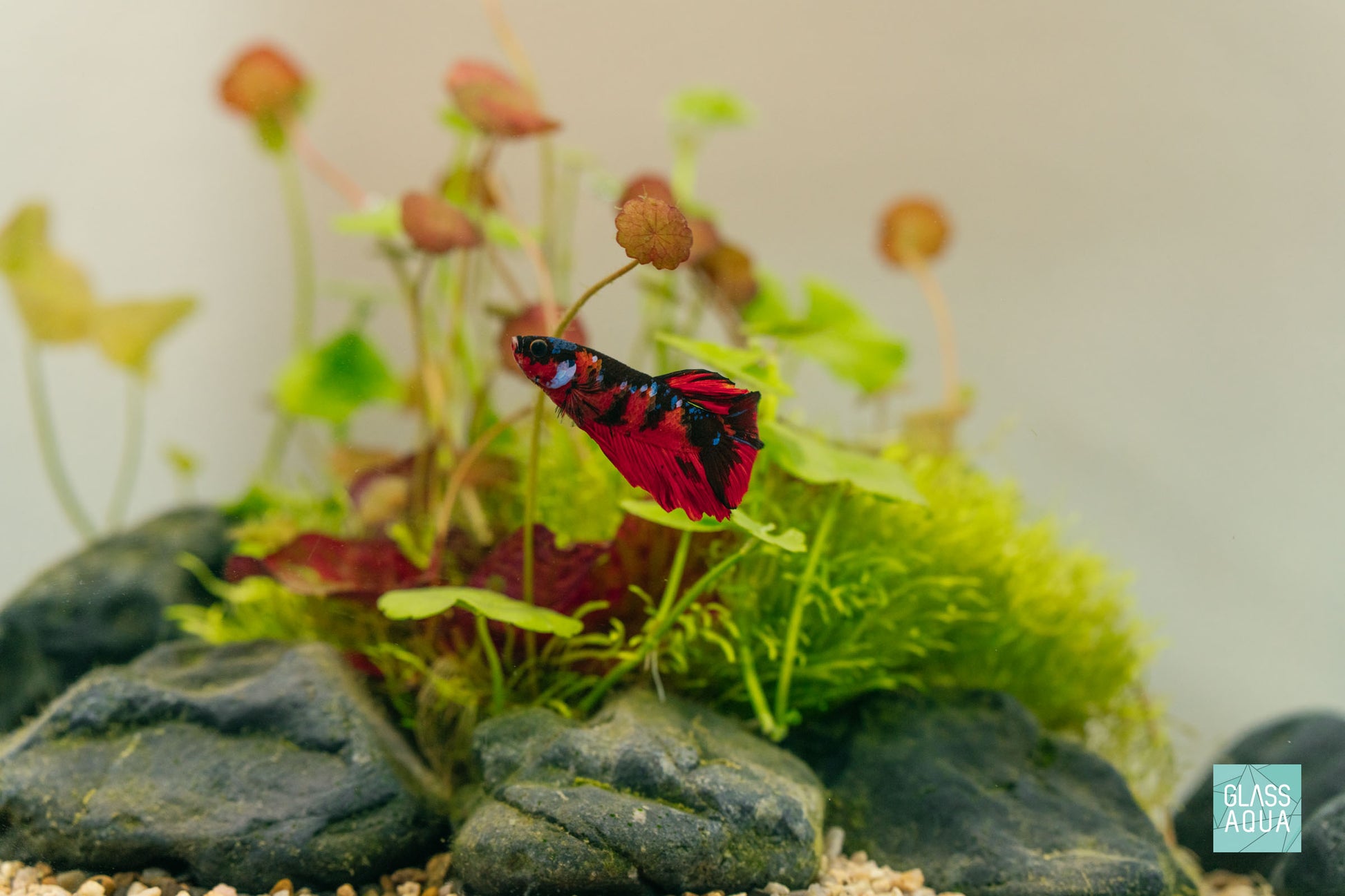 Aquarium Betta Fish Food - Ultra Fresh Betta Pro Shrimp Patties