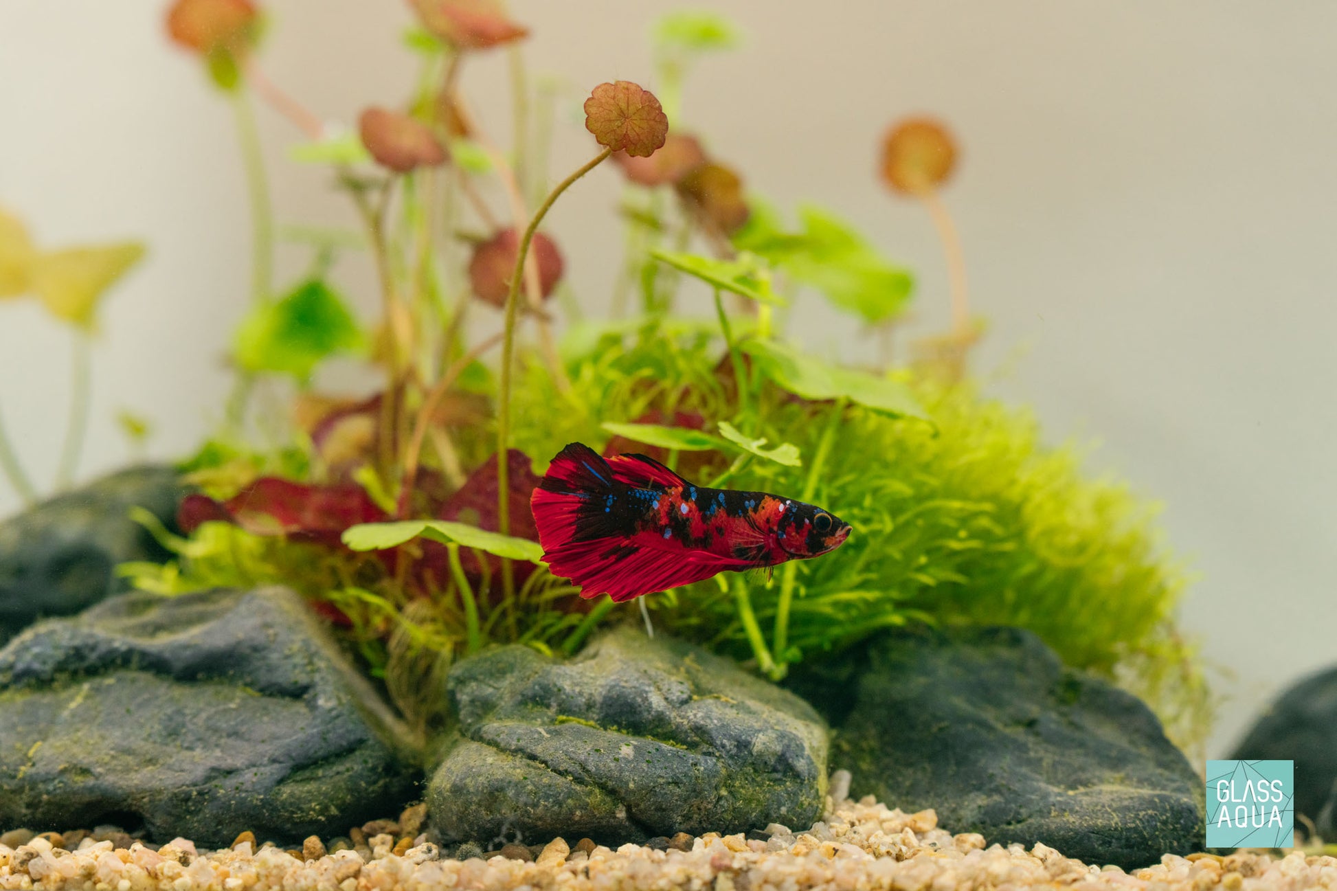 Build Your Own Betta Aquarium Tank Kit