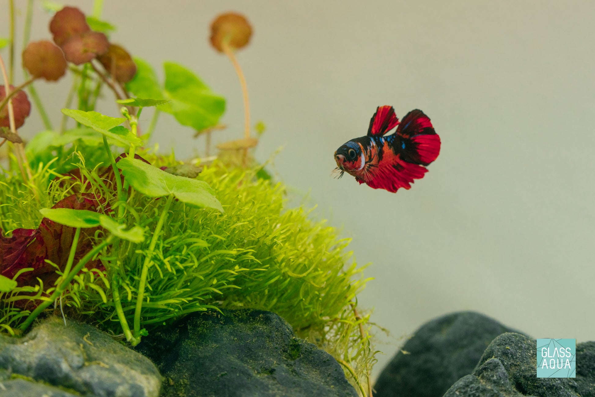 A thick, bright-green tuft of Utricularia Graminifolia in a planted betta tank